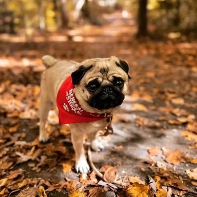 Welcome to @PugLovers80210 🐕 We share daily #pug content🐕 Follow us if you really love pug🖤