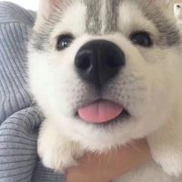 kdrsi (@kdrsi323399) 's Twitter Profile