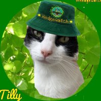 The Tilly Cat(@TheTillyCat) 's Twitter Profile Photo