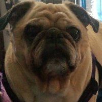 💙❤ Resister Sister Forever💙 ❤ (@resisterf) 's Twitter Profile