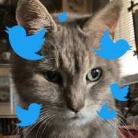 McGonagall the Cat 🌈 Robson & Ciarán(@McGonagallcat) 's Twitter Profile Photo