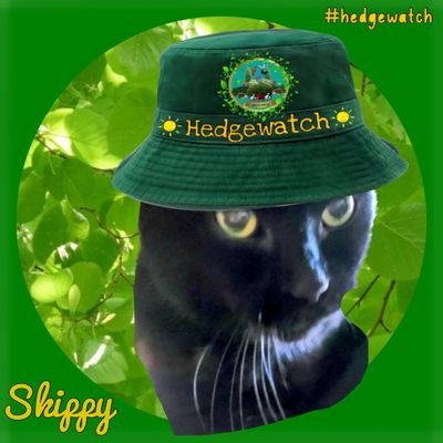 Acct run by Skippy girl #BlackCat & proud member of the #Hedgewatchers. We believe in #Kindness #Justice & the best place on earth #CatsOfTwitter