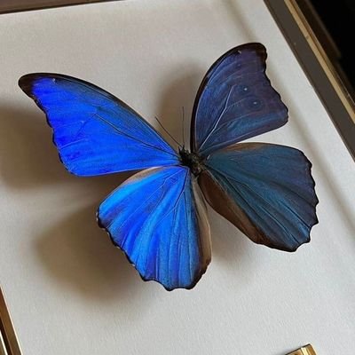 aaaaeme's profile picture. 💋🧋💮🦋