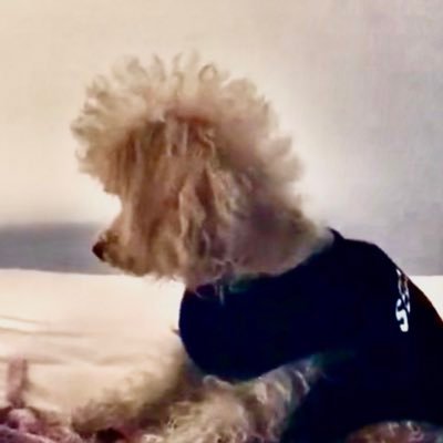 I’m a toy poodle who crossed over the 🌈 on 3/3/23...sometimes I appear in the ☁️to make moms smile.