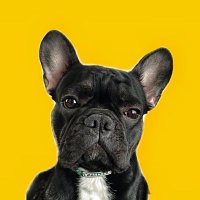 Mignon(@mignonfrenchie) 's Twitter Profile Photo