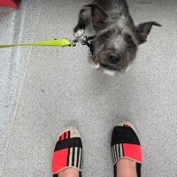 sam greenspan (@samlistens) 's Twitter Profile Photo