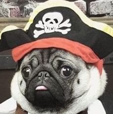 KYC Specialist / CDD Analyst in the UK Banking Sector - I'm a silly dog in a pirate costume - Love DYORing and making magical internet money - $FET $INJ $MLT