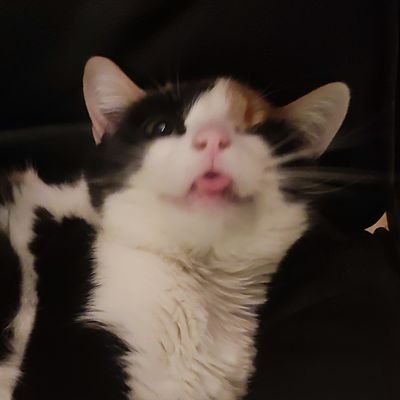 this is pretty much just a cat (and taylor swift) account