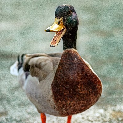 Crypto wallet ambassador. Beak deep in Ethereum. Hodling breadcrumbs and Bitcoin.