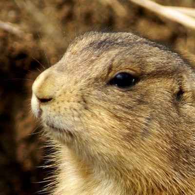 CreatureOWealth's profile picture. 24 of existing
gay.
enthusiast of many things