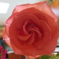 JJ (@bluebunnyxfab) 's Twitter Profile