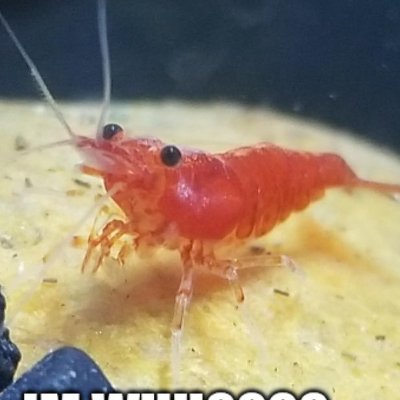 earthstained2's profile picture. I'm not really active here ✧ 30, nonbinary ✧  podcast fan and horror enthusiast ✧ they/them or he/him