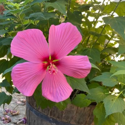 Milogridou's profile picture. 