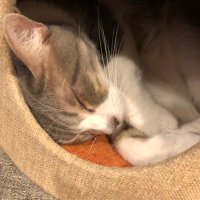 眠り猫(@QaTbun) 's Twitter Profile Photo