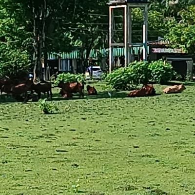 arpoador151's profile picture. Só voltei porque o Elon Musk comprou... kkkk