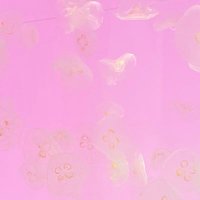 ゆるり (@yuruyuru2698430) Twitter profile photo