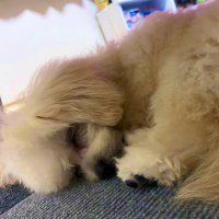 S (@___sonyooon) 's Twitter Profile