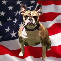 Bulldog Patriot(@Stephen4USA) 's Twitter Profile Photo