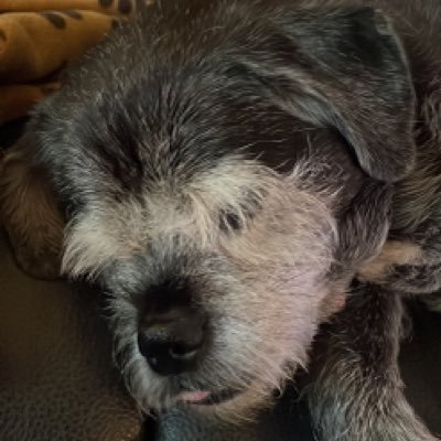 ShawenBradshaw's profile picture. 