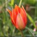 tulipa (@illahuzur) Twitter profile photo