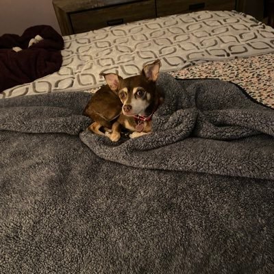 I ADOPTED MY MOCHA MAY AT 3 MONTHS OLD AND NOW SHE IS 13 YEARS OLD AND SPOILED FUR BABY 🥰🐶🥰