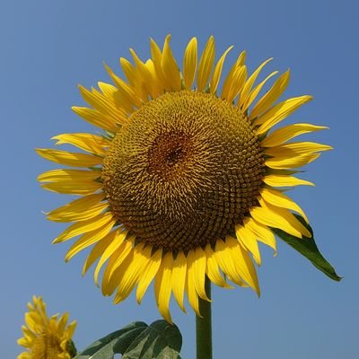 ruu333haru's profile picture. 智絵里、春香担当名乗ってますが
マイペースプロデュースなので
気分次第でやってます。
好きなもの＊花、四つ葉のクローバー、歌、かわいいの。