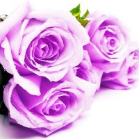 もっちもちぃ🌹🕰️💜 (@lisa_f_ma_szlvs) 's Twitter Profile