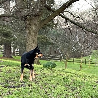 StockmanRyan84's profile picture. Livestock Manager at MT Elephant Pastoral, Ingleby Farms