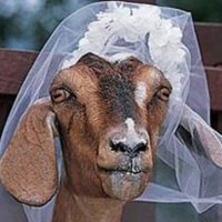 Το ρίφιν (@intiamen_dadas) 's Twitter Profile