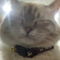 𖠌 (@shahdb7) 's Twitter Profile