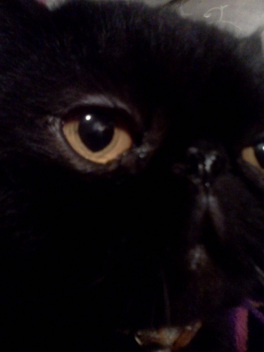 CountCharlieMao's profile picture. The Royal Cat (photo by @zinzy33) live with 3 feline friends, 3 canine friends & 1 bunny friend. oh, 2 turtle friends too :)