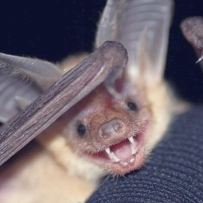 JuneBug The Batさんのプロフィール画像