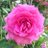Onion_Knight_8