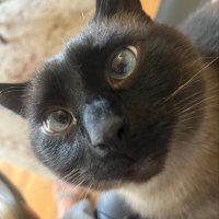 Zypher (@acertainzypher) 's Twitter Profile