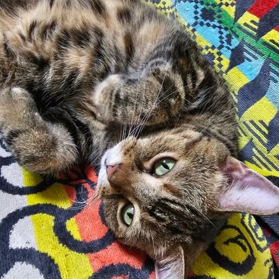 DDD_wireless's profile picture. 更新2023/01/22
趣味垢 リポスト&ファボ多め
#INTP
KizunaAIさんをきっかけでVを色々見てる。
#久遠たま #たま子 2021/09/05～
#Umi  #うみサポ  2023/01/22～
#珠乃井ナナ #ななかま 2024/6/23～
#アズレン #佐世保 にて活動