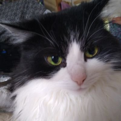 PoppyTuxedo Profile Picture