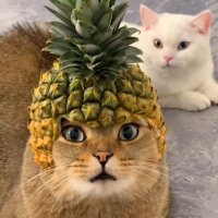 💜😼 เหมียวเหมียวหง่าว 😼💜 (@sonwuya) 's Twitter Profile