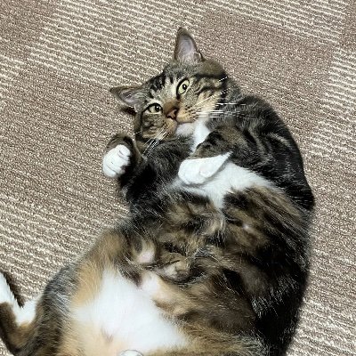 シロー教授さんのプロフィール画像
