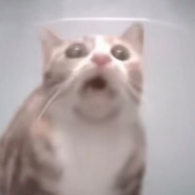 海貓貓さんのプロフィール画像