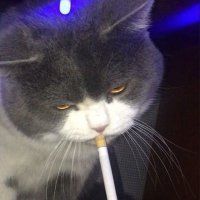2 (@archive_eqx) 's Twitter Profile
