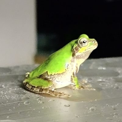 43rdPlatoonYAS's profile picture. 愛知県
岐阜県多治見市のマルチワールドで山のサバゲー

@multiworld2017

https://t.co/Ab3ZXJAPbf

#マルチワールド二輪部

普段はインプレッサスポーツで営業
真夏と真冬、雨の日と夜以外はちょくちょくCB400 SUPER BOL D'ORでぶらぶら