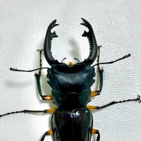 バナナケチャップ (@ybananaslug) 's Twitter Profile Photo