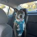 Puppyhood (@dog_life1) Twitter profile photo Puppyhood (@dog_life1) Twitter profile photo