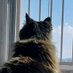 ...마스☕️🕯🕯🐱 (@remagany) Twitter profile photo ...마스☕️🕯🕯🐱 (@remagany) Twitter profile photo
