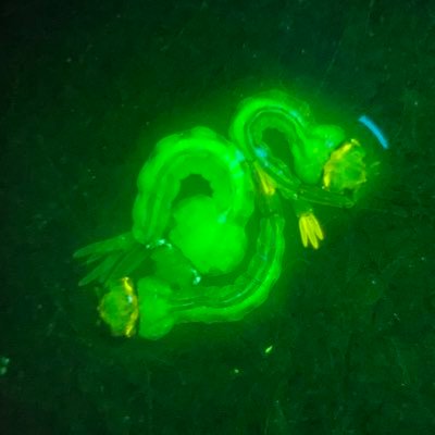 PhD student at Duke Biology 🦟, 🧬, 🦠 and gene drive