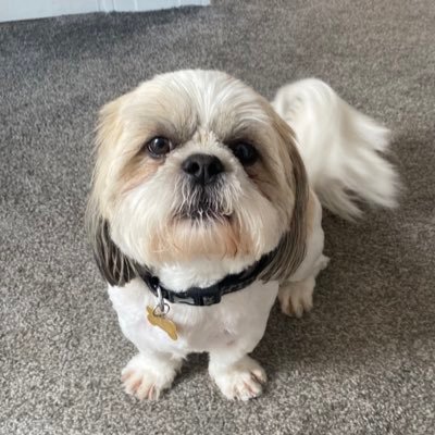 Otis the Shih Tzu best recommendations 🐶