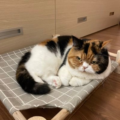 tanmercii's profile picture. 