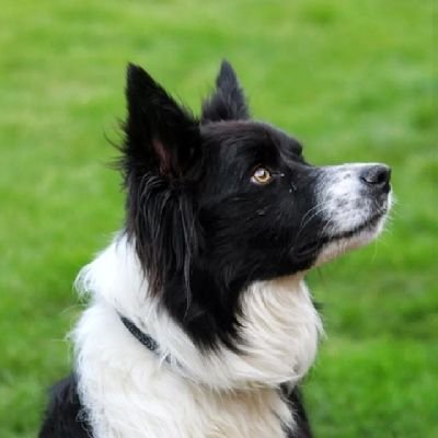 3 year old border collie with a love for frisbee. 
Join me on my pawsome adventures, with the odd cameo of my cat sisters Cleo and Bella.