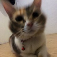 d (@defikayu) 's Twitter Profile
