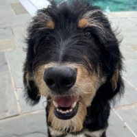 Moose “the silly goose” Tapper(@MooseTapper) 's Twitter Profile Photo